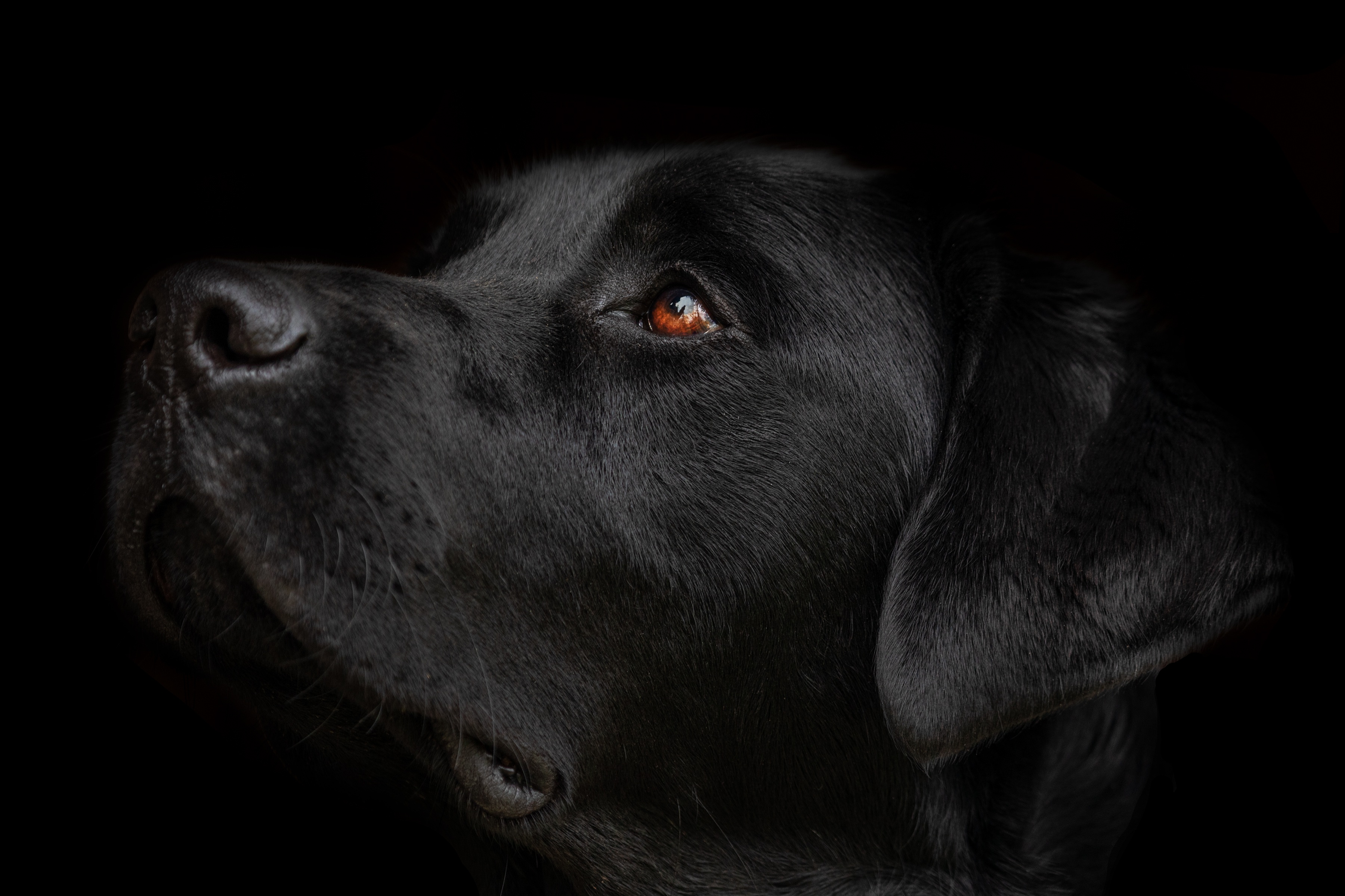A black Labrador, softly lit against a dark background